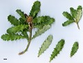 SpeciesSub: var. splendens